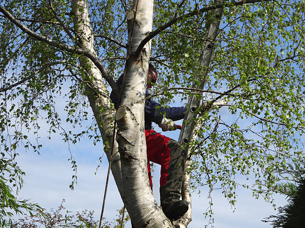 Reliable Newark, TX Tree Removal Services Solutions